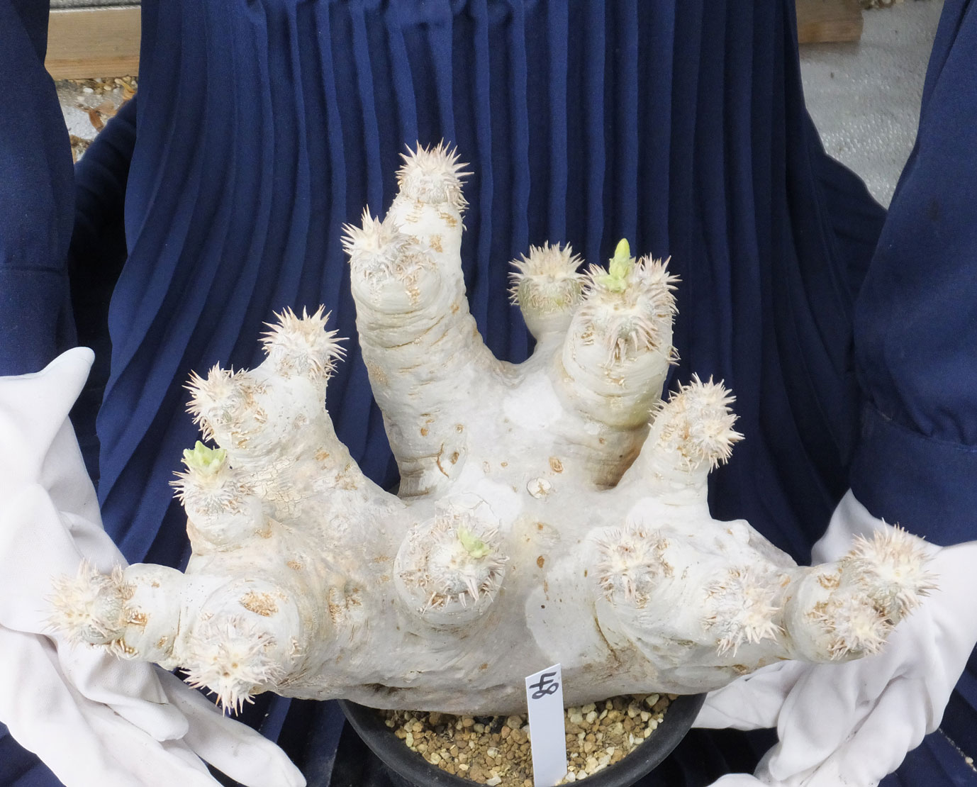 サボテンオークション日本